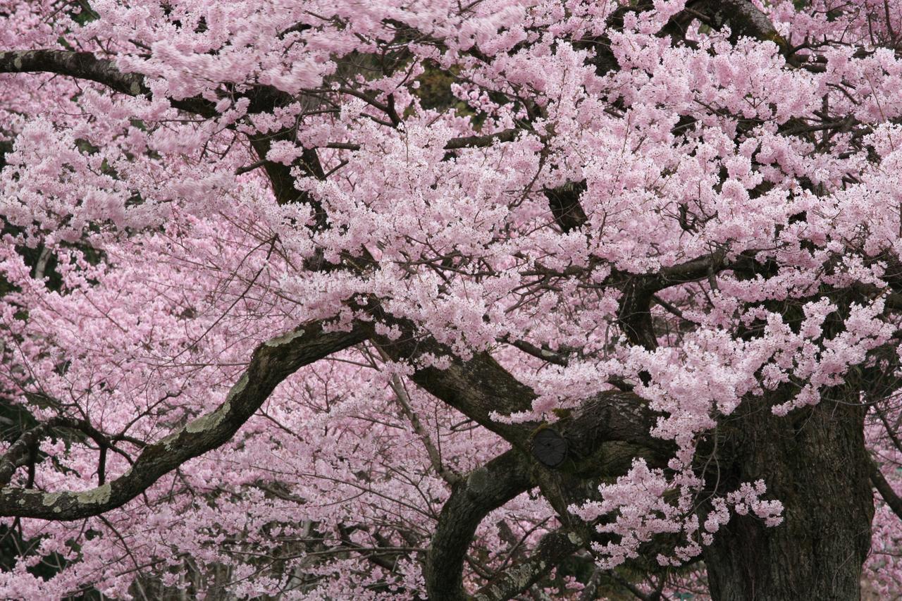 Nukumorino-Yado Komanoyu Кисо Экстерьер фото